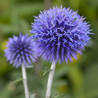Ornamental echinops ritro blau perennial pflanze