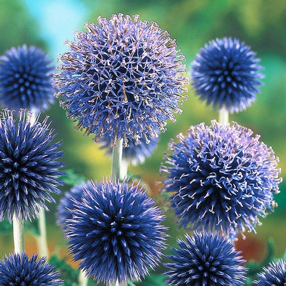 Bees pollinating echinops ritro blau blumen