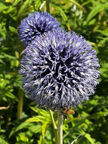 Echinops ritro blau globe thistle samen for anpflanzung