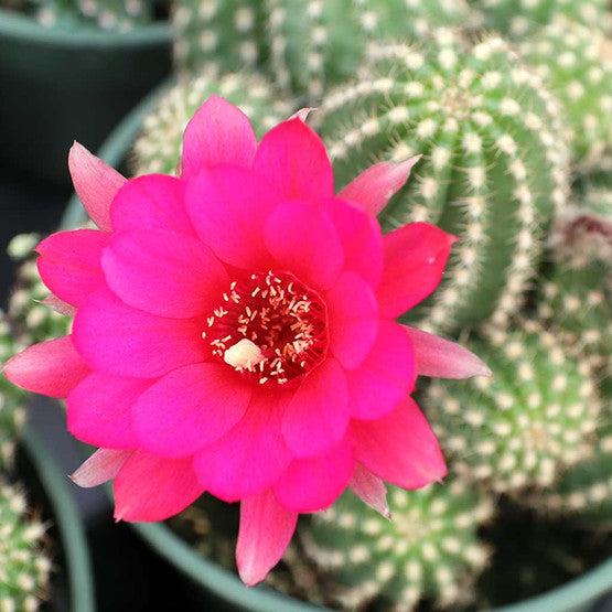 Rosa Echinopsis Tubiflora Blumensamen zur Aussaat kompakt Wuchs Traditionssorte & ohne Gentechnik Samen Hausgarten