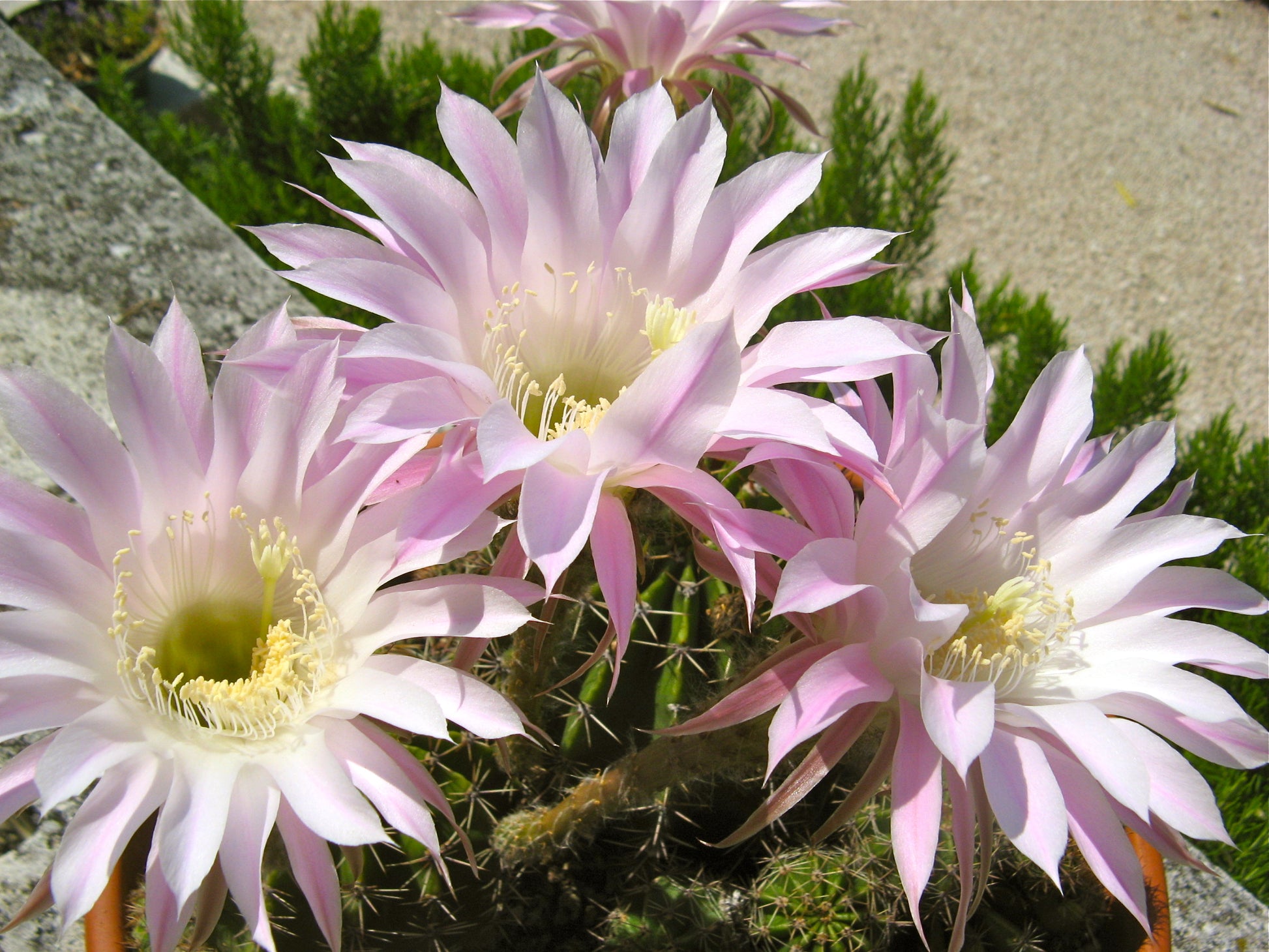 Echinopsis Blumensamen zur Aussaat hochwertige Qualitäts- Traditionssorte & ohne Gentechnik Samen Hausgarten