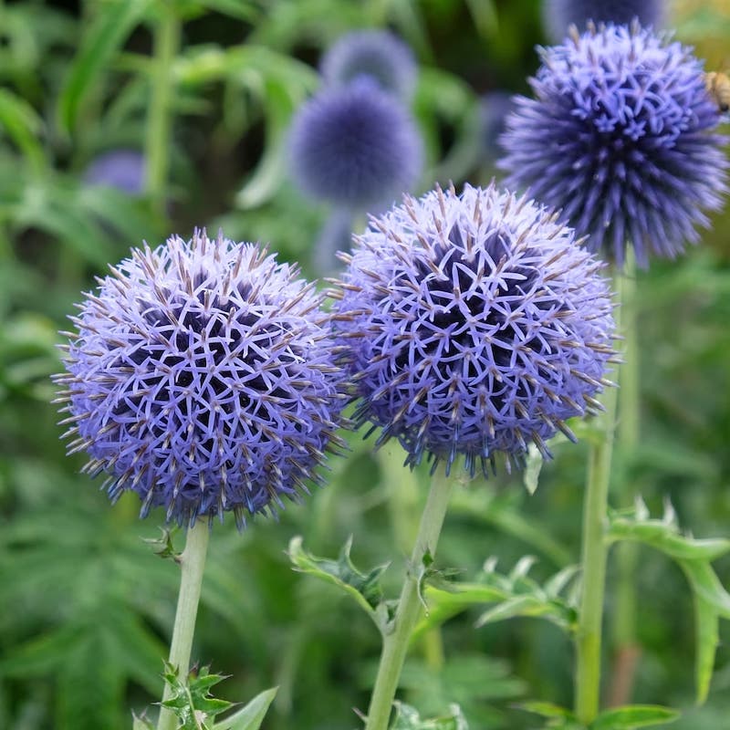Echinops Ritro Blumensamen zur Aussaat – kompakt Wuchs – Traditionssorte & ohne Gentechnik Samen Hausgarten