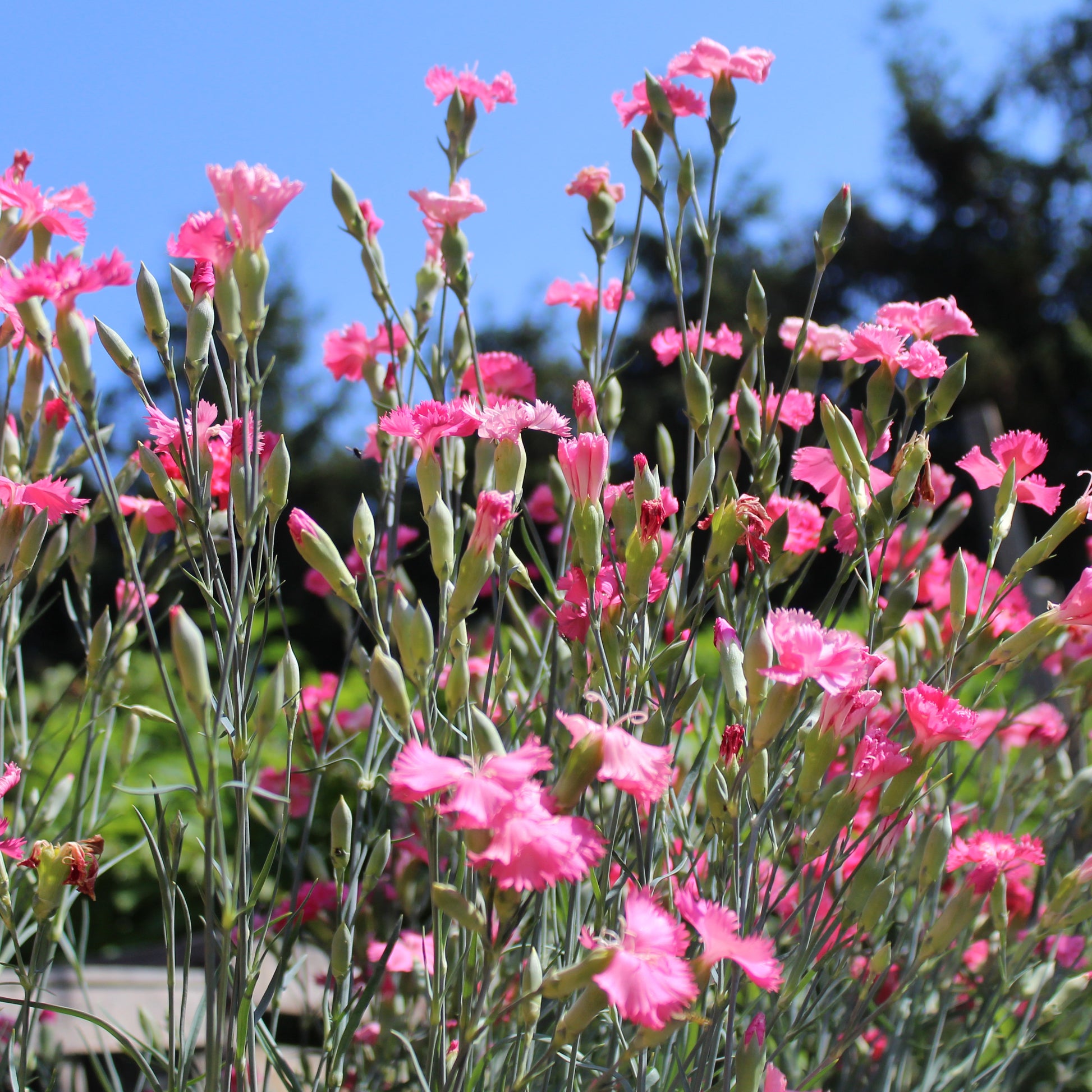 Rose Nelke Nelke Samen zur Aussaat Garten Rabatten Urban Spaces