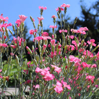 Rose Nelke Nelke Samen zur Aussaat Garten Rabatten Urban Spaces