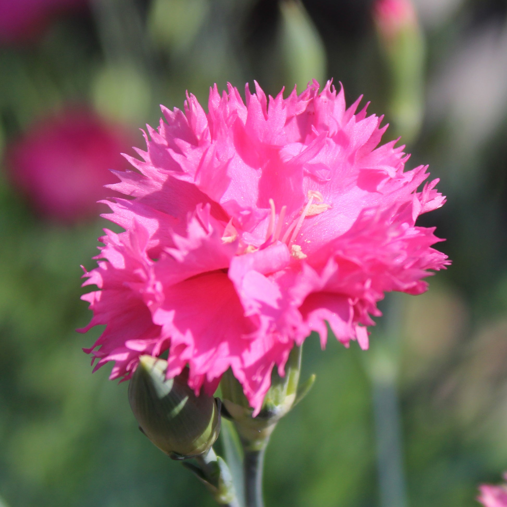 Rose Nelke Nelke Samen zur Aussaat Garten Rabatten Urban Spaces