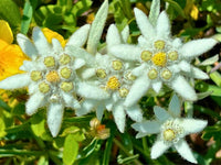 Traditionssorte Edelweiss Blumensamen zur Aussaat ideal Rabatten Traditionssorte & ohne Gentechnik Samen Hausgarten