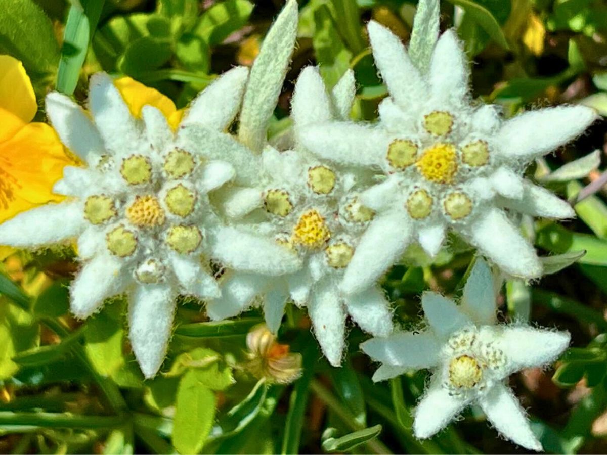 Weiß Edelweiss Alpine Blumensamen zur Aussaat saisonal Dauerblüher Traditionssorte & ohne Gentechnik Samen Hausgarten