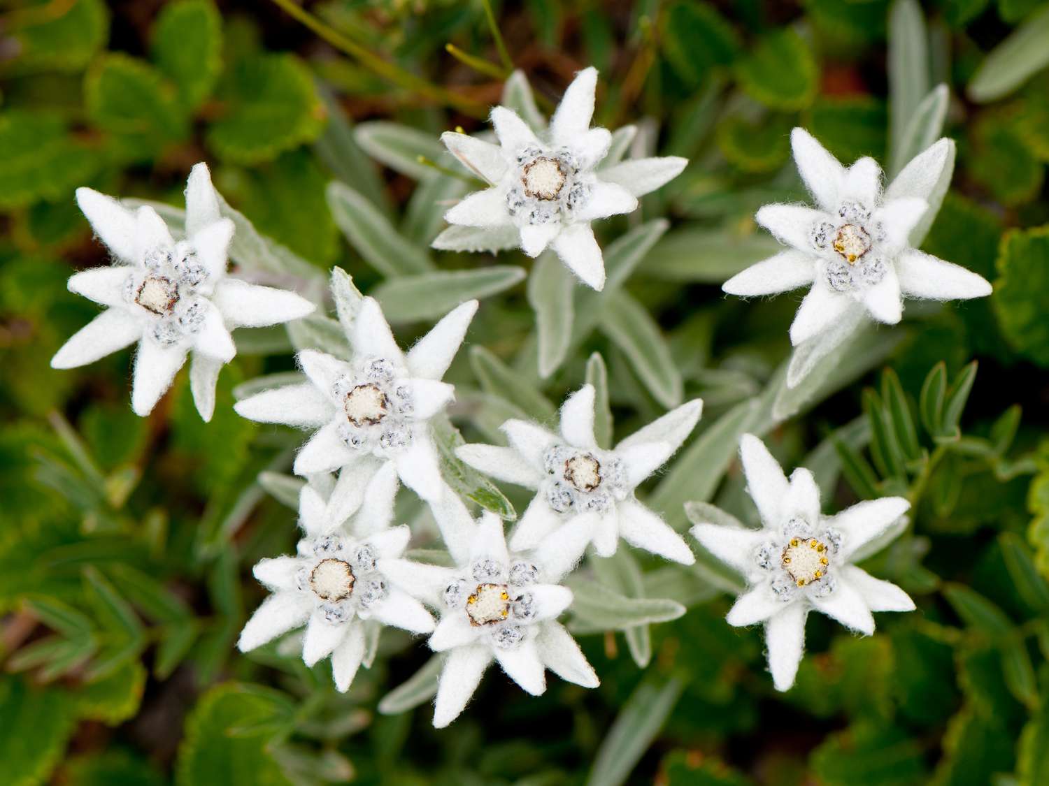 Edelweiss Blumensamen zur Aussaat robust Sorte Traditionssorte & ohne Gentechnik Samen Hausgarten