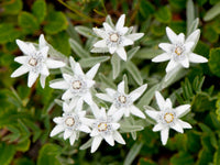 Edelweiss Blumensamen zur Aussaat robust Sorte Traditionssorte & ohne Gentechnik Samen Hausgarten