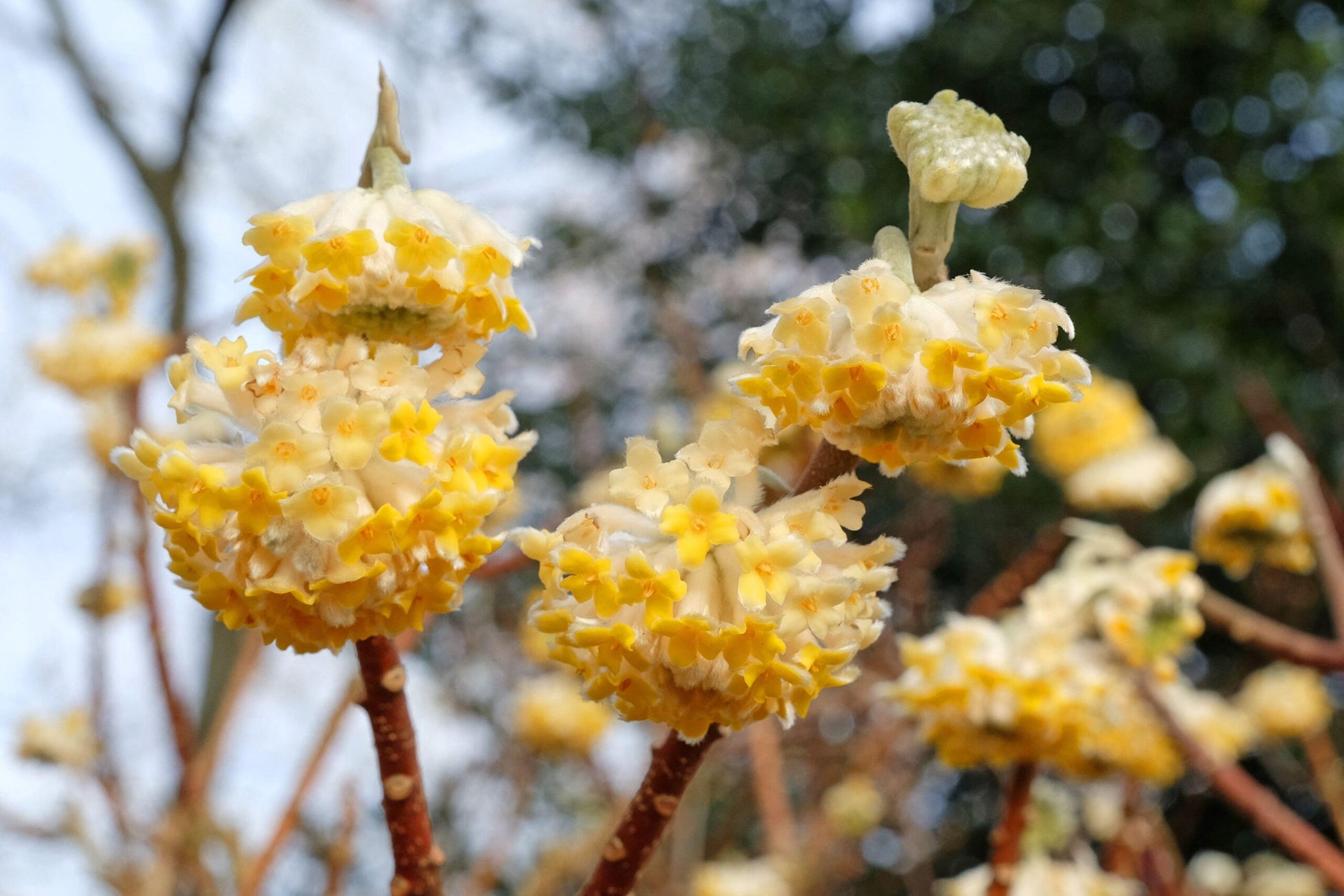 Edgeworthia Blumensamen zur Aussaat – hochwertige Qualitäts- – Traditionssorte & ohne Gentechnik Samen Hausgarten