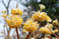 Edgeworthia Blumensamen zur Aussaat – hochwertige Qualitäts- – Traditionssorte & ohne Gentechnik Samen Hausgarten