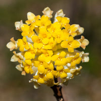 Edgeworthia Blumensamen zur Aussaat – hochwertige Qualitäts- – Traditionssorte & ohne Gentechnik Samen Hausgarten