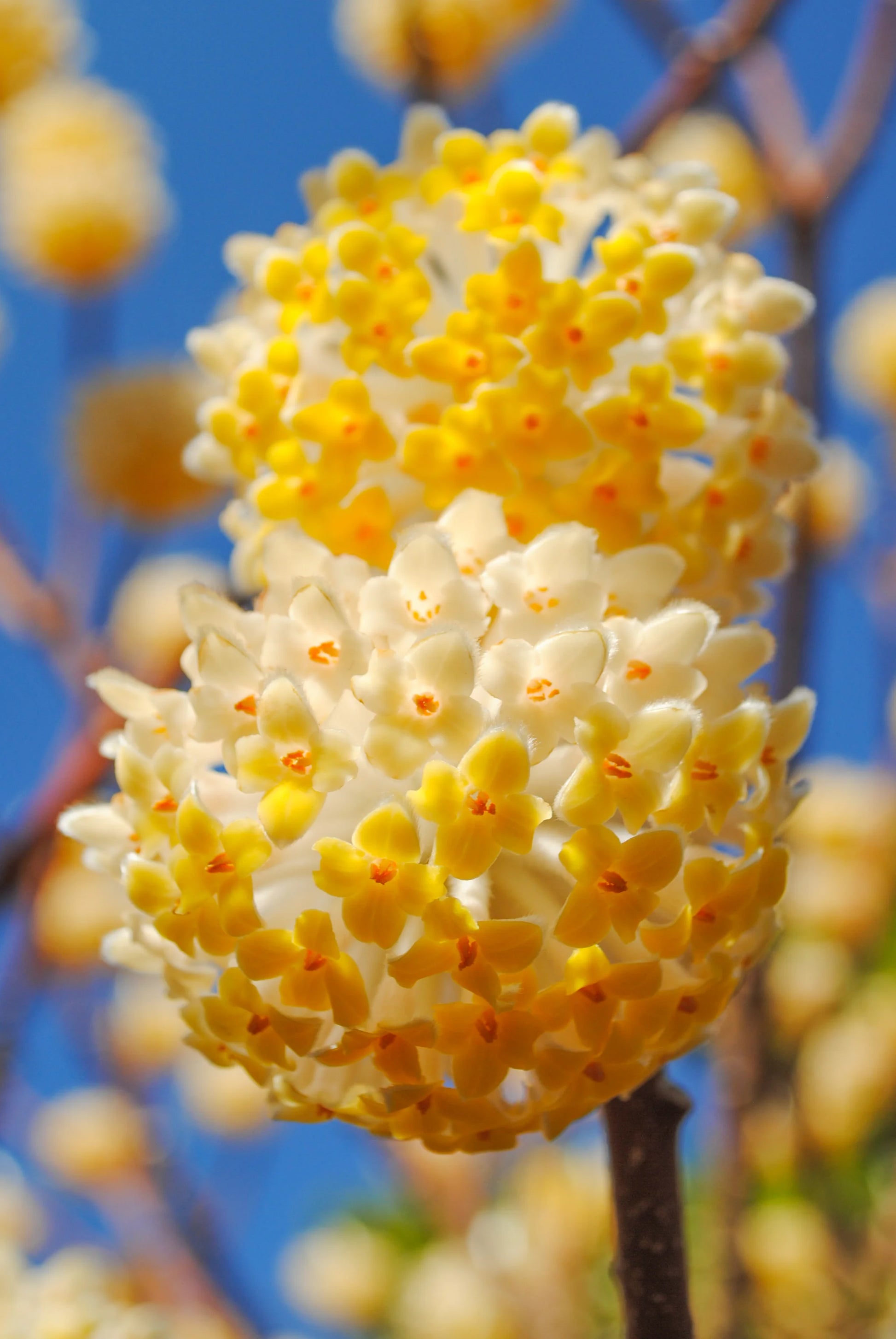 Edgeworthia Blumensamen zur Aussaat – hochwertige Qualitäts- – Traditionssorte & ohne Gentechnik Samen Hausgarten