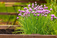 Edible chives and lila blumen
