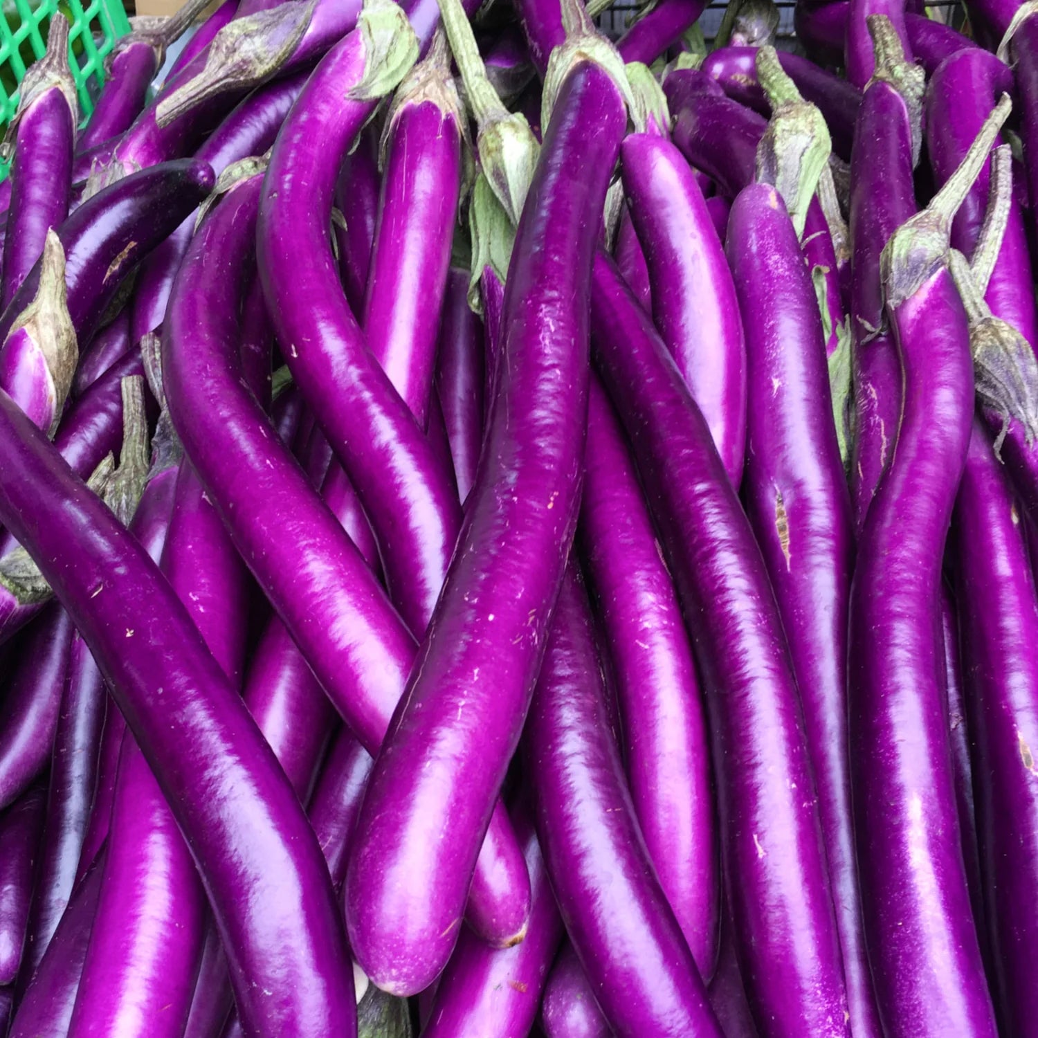 Planting Samen: Aubergine Gemüse Collection
