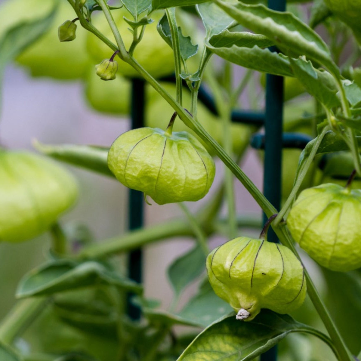 Hell Gelb Tomatillo Planting Samen for Home Gardens
