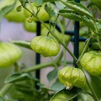 Hell Gelb Tomatillo Planting Samen for Home Gardens