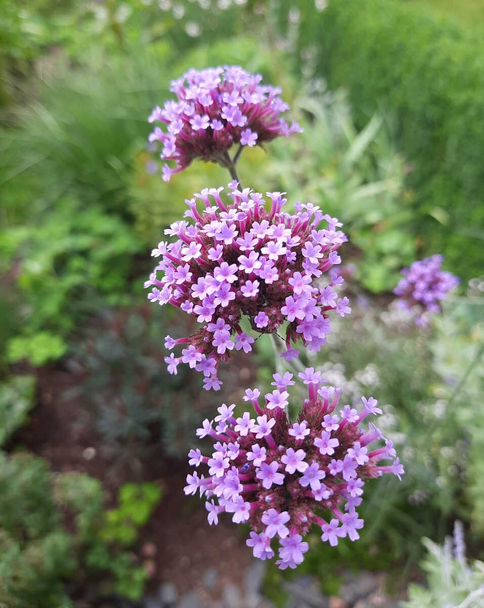 mehrfarbige Eisenkraut Blumensamen zur Aussaat – robust Sorte – Traditionssorte & ohne Gentechnik Samen Hausgarten