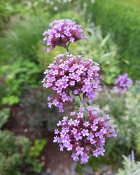 mehrfarbige Eisenkraut Blumensamen zur Aussaat – robust Sorte – Traditionssorte & ohne Gentechnik Samen Hausgarten