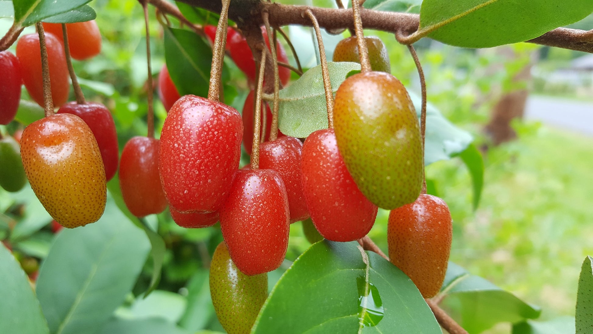 Goumi-Beere Frucht samen für einfaches Anpflanzen