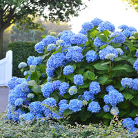 Himmelblau Azalee Samen zur Aussaat – Bring Blau Blüten Garten