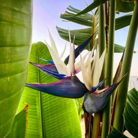 Weiß Paradiesvogelblume Reginae Blumensamen zur Aussaat robust Sorte Traditionssorte & ohne Gentechnik Samen Hausgarten