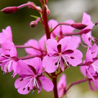 Epilobium Blumensamen zur Aussaat – leuchtend Blüten – Traditionssorte & ohne Gentechnik Samen Hausgarten