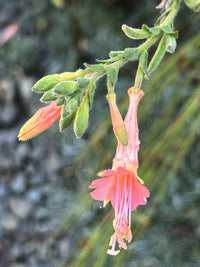 Epilobium Canum Blumensamen zur Aussaat duftend Blüten Traditionssorte & ohne Gentechnik Samen Hausgarten