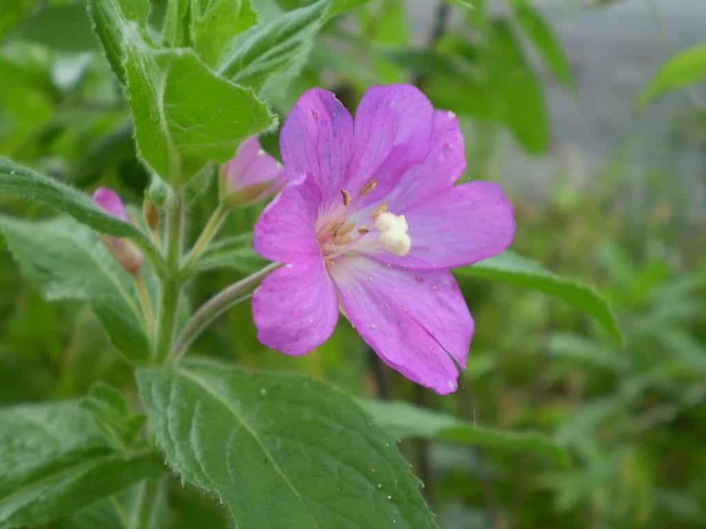 Epilobium parviflorum blume samen for anpflanzung - seasonal bloomer, heirloom & gmo free samen for home garten
 
 sale samen for anpflanzung in home garten