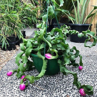 Guatemalan monstrose blume samen for anpflanzung - low maintenance, heirloom & gmo free samen for home garten
 
 sale samen for anpflanzung in home garten