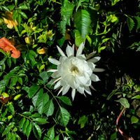 Grün Epiphyllum Blumensamen zur Aussaat – leuchtend Blüten – Traditionssorte & ohne Gentechnik Samen Hausgarten
