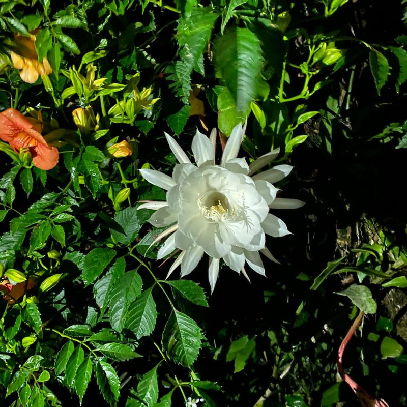 Grün Epiphyllum Blumensamen zur Aussaat – leuchtend Blüten – Traditionssorte & ohne Gentechnik Samen Hausgarten