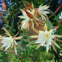 Epiphyllum Anguligar Blumensamen zur Aussaat sonnenliebend Traditionssorte & ohne Gentechnik Samen Hausgarten
