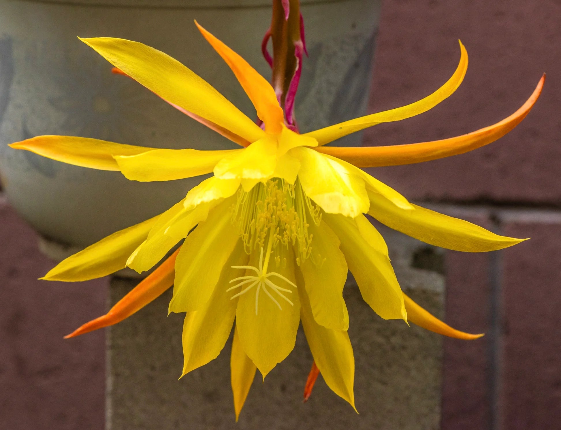Epiphyllum Blumensamen zur Aussaat – Schnitt Blume beliebt – Traditionssorte & ohne Gentechnik Samen Hausgarten