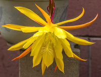 Epiphyllum Blumensamen zur Aussaat – Schnitt Blume beliebt – Traditionssorte & ohne Gentechnik Samen Hausgarten