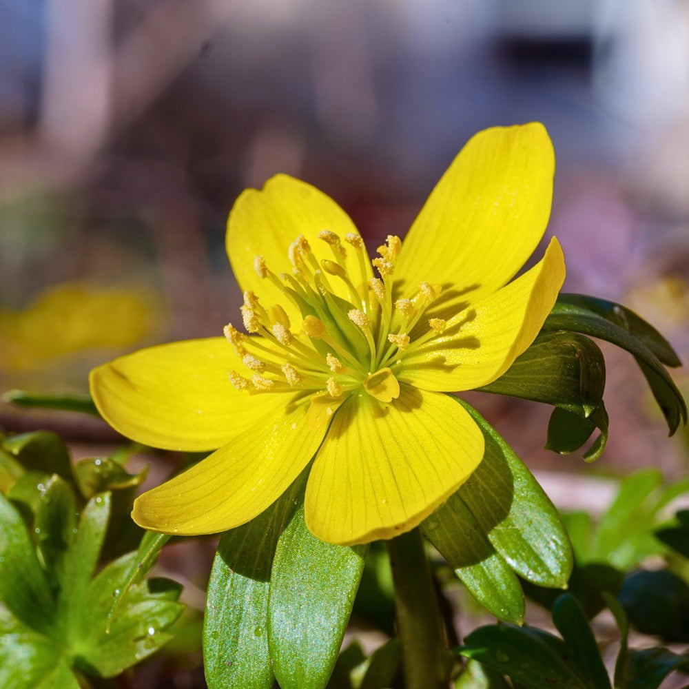 Hyemalis Blumensamen zur Aussaat – saisonal Dauerblüher – Traditionssorte & ohne Gentechnik Samen Hausgarten