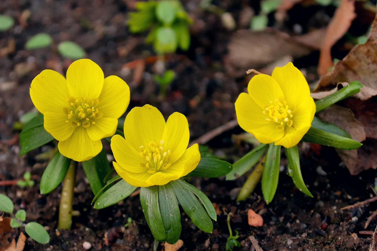 Gelb Aconite Blumensamen zur Aussaat Garten beliebt Traditionssorte & ohne Gentechnik Samen Hausgarten