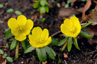 Gelb Aconite Blumensamen zur Aussaat Garten beliebt Traditionssorte & ohne Gentechnik Samen Hausgarten