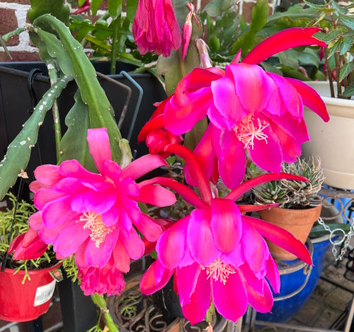 Rosa Epiphyllum Blumensamen zur Aussaat – Drought verträglich – Traditionssorte & ohne Gentechnik Samen Hausgarten