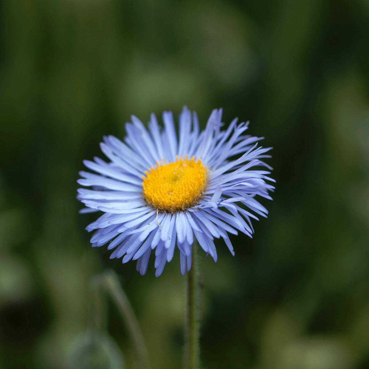 Blau erigeron blume samen for anpflanzung compact growth heirloom & gmo free samen for home garten 
 
 sale samen for home garten anpflanzung