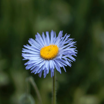 Blau erigeron blume samen for anpflanzung compact growth heirloom & gmo free samen for home garten 
 
 sale samen for home garten anpflanzung