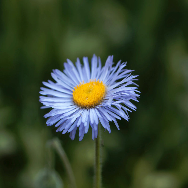 Blau erigeron blume samen for anpflanzung compact growth heirloom & gmo free samen for home garten 
 
 sale samen for home garten anpflanzung