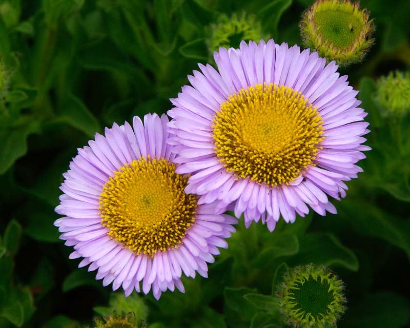 Lila Gelb Erigeron Blumensamen zur Aussaat – Landhaus Garten wichtig – Traditionssorte & ohne Gentechnik Samen Hausgarten