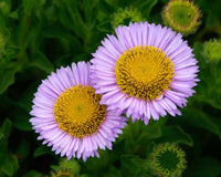 Lila Gelb Erigeron Blumensamen zur Aussaat – Landhaus Garten wichtig – Traditionssorte & ohne Gentechnik Samen Hausgarten