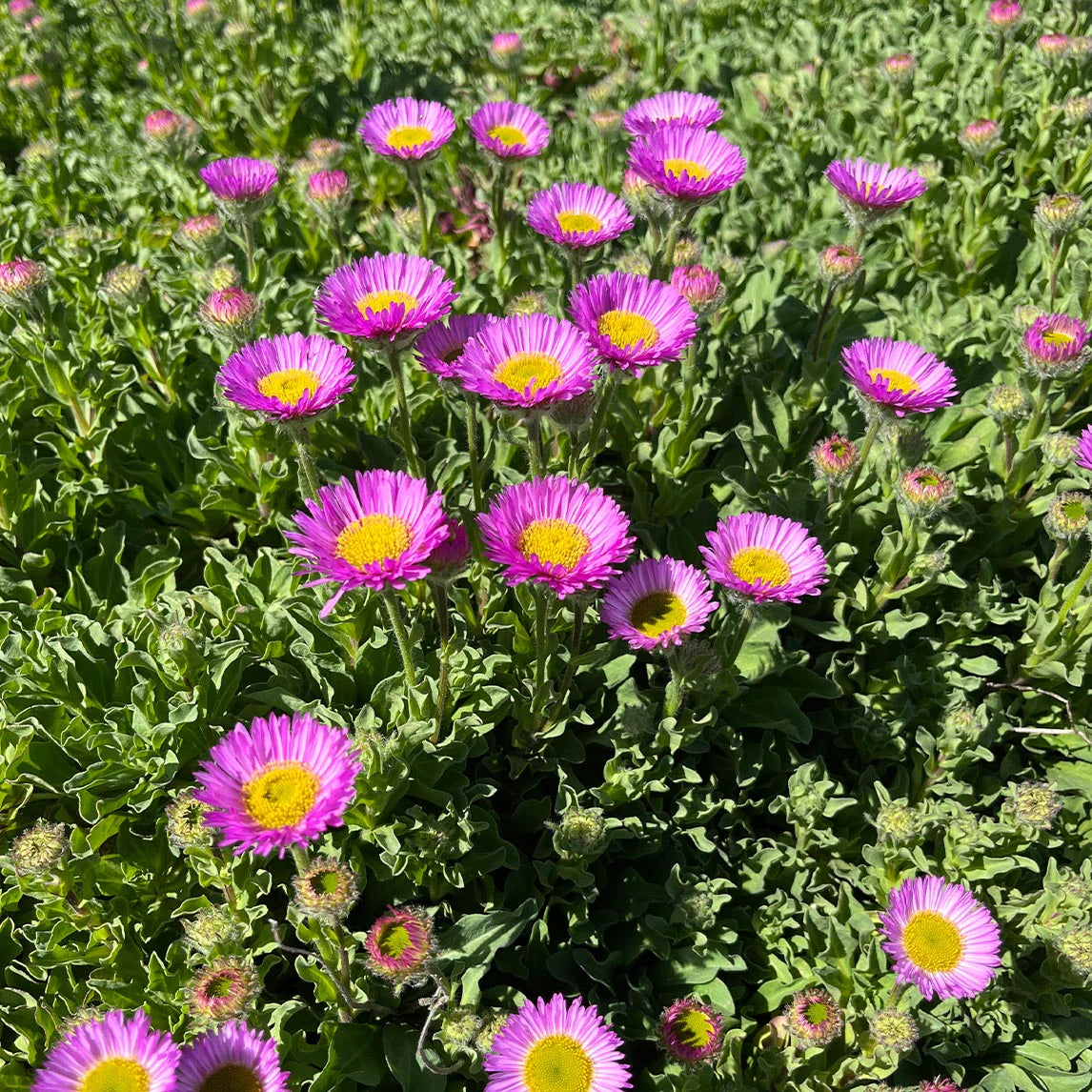 Erigeron Karvinskianus Blumensamen zur Aussaat – duftend Blüten – Traditionssorte & ohne Gentechnik Samen Hausgarten
