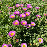 Erigeron Karvinskianus Blumensamen zur Aussaat – duftend Blüten – Traditionssorte & ohne Gentechnik Samen Hausgarten