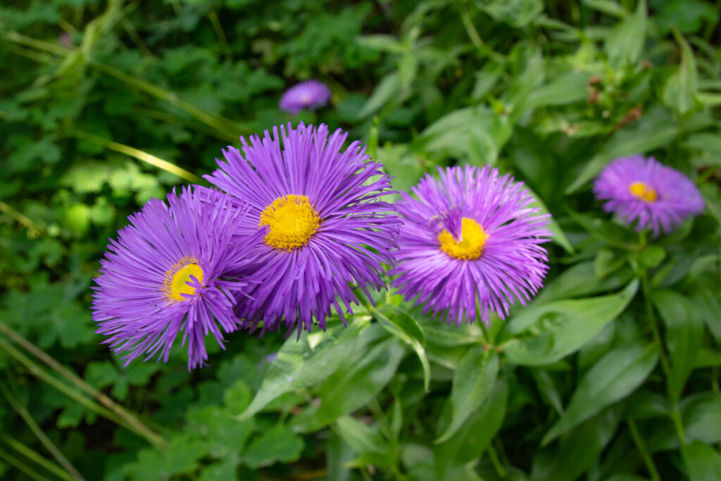 Lila Gelb Erigeron Blumensamen für eine farbenfrohe Aussaat