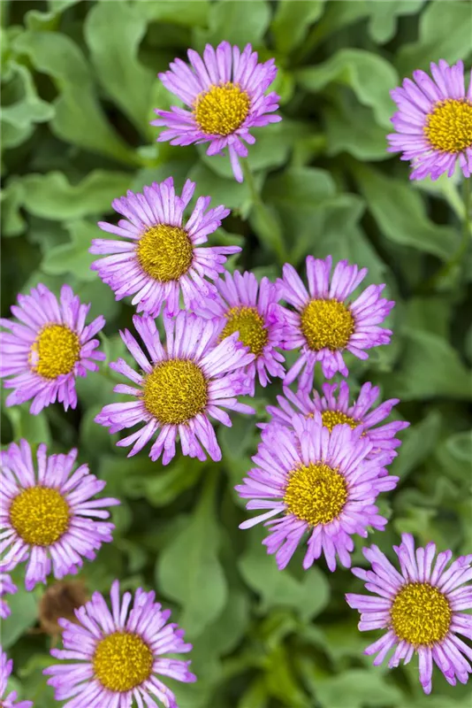 Blau Erigeron mehrjährig Blumensamen zur Aussaat saisonal Dauerblüher Traditionssorte & ohne Gentechnik Samen Hausgarten