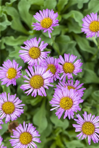 Blau Erigeron mehrjährig Blumensamen zur Aussaat saisonal Dauerblüher Traditionssorte & ohne Gentechnik Samen Hausgarten