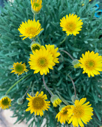 Gelb Erigeron Blumensamen zur Aussaat farbenfroh Schau Traditionssorte & ohne Gentechnik Samen Hausgarten